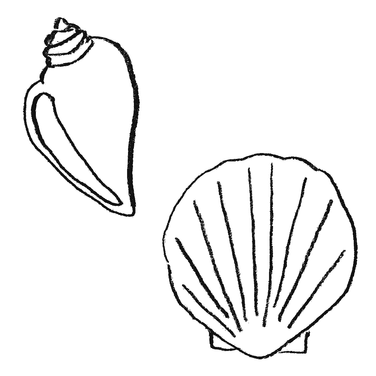 貝殻のイラスト Png えんぴつ素材